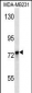 KEAP1 Antibody